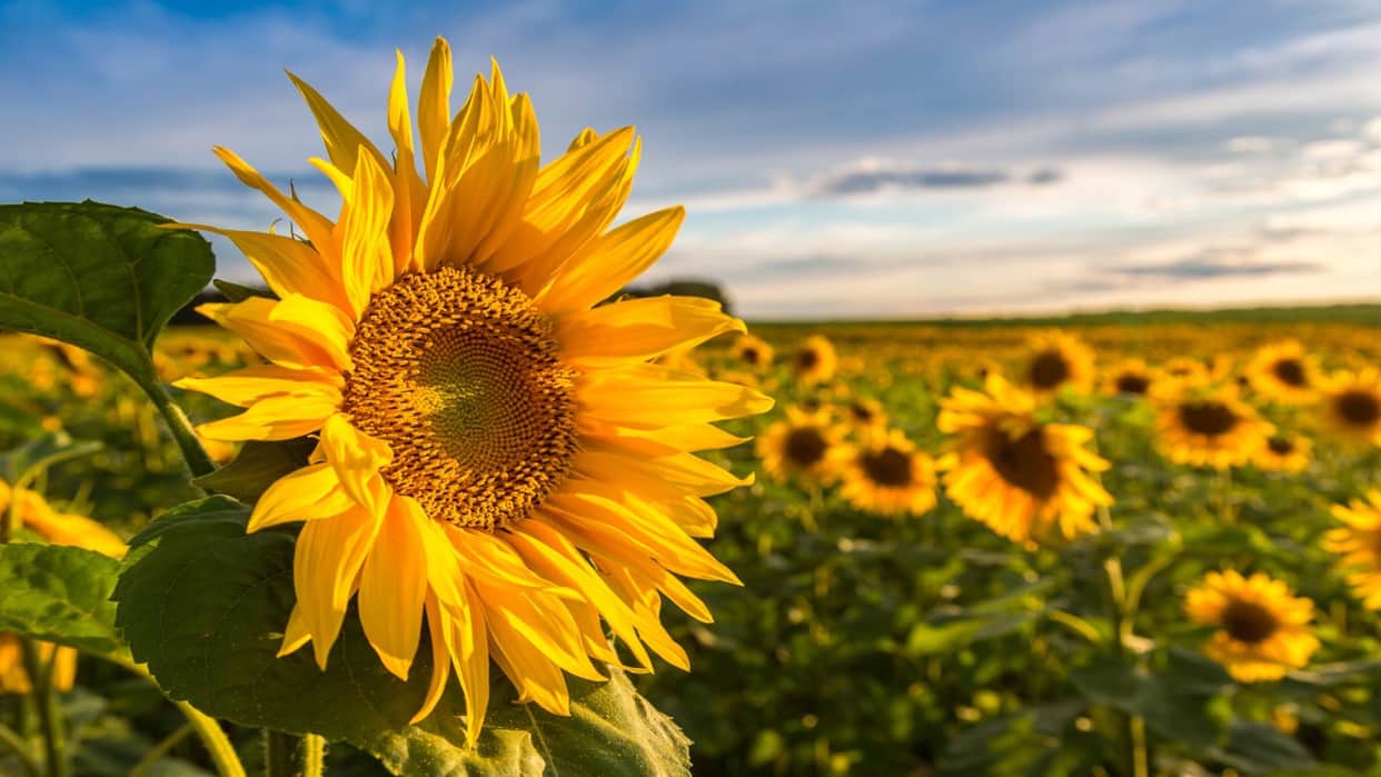 Why is the sunflower always facing the sun know in hindi