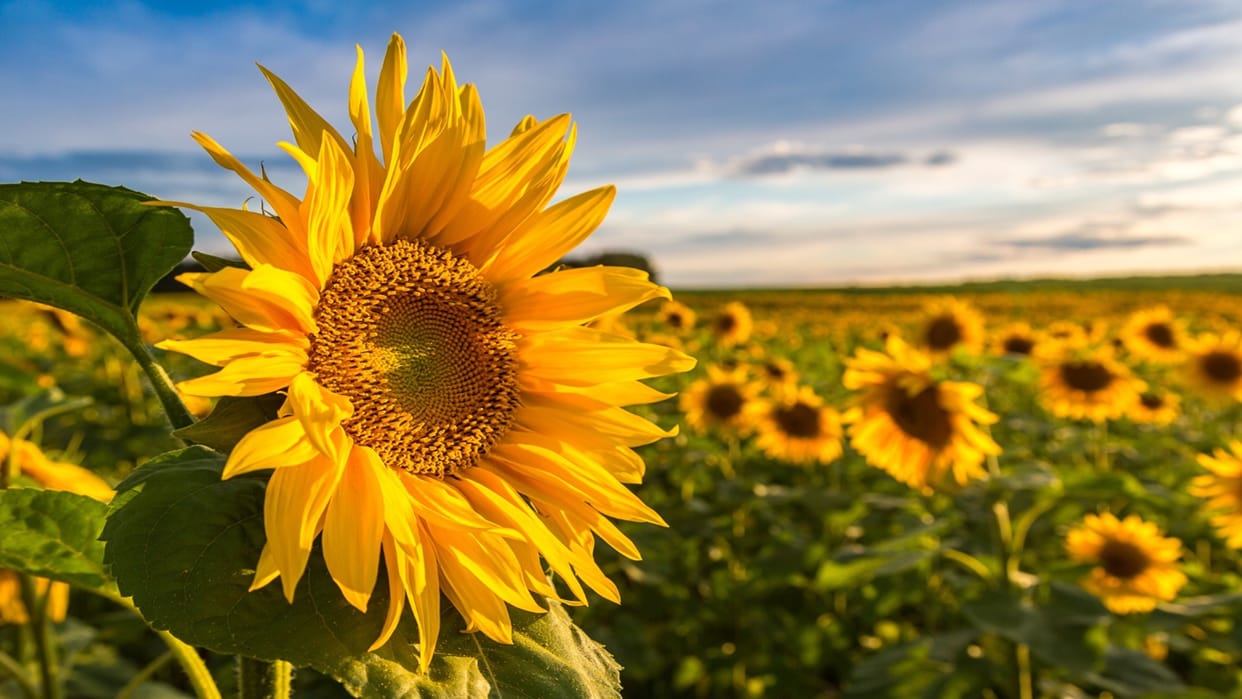 Why is the sunflower always facing the sun know in hindi