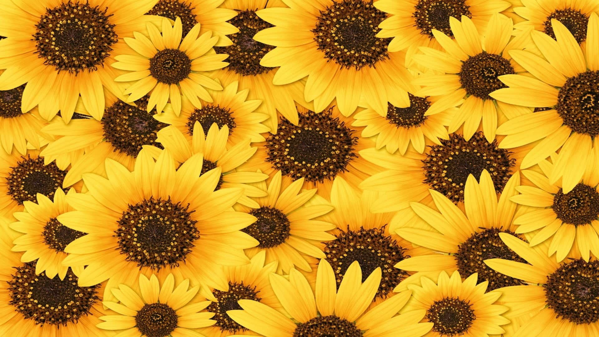 Why Do Sunflowers Always Face the Sun? Discover the Fascinating Science Behind It in hindi