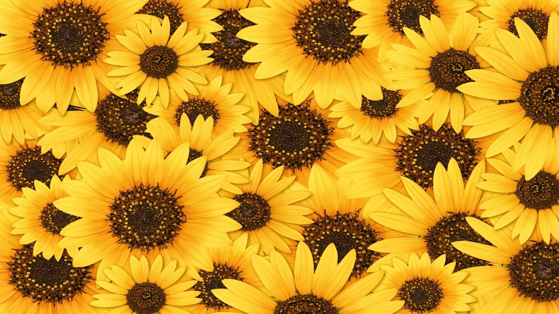 Why is the sunflower always facing the sun know in hindi