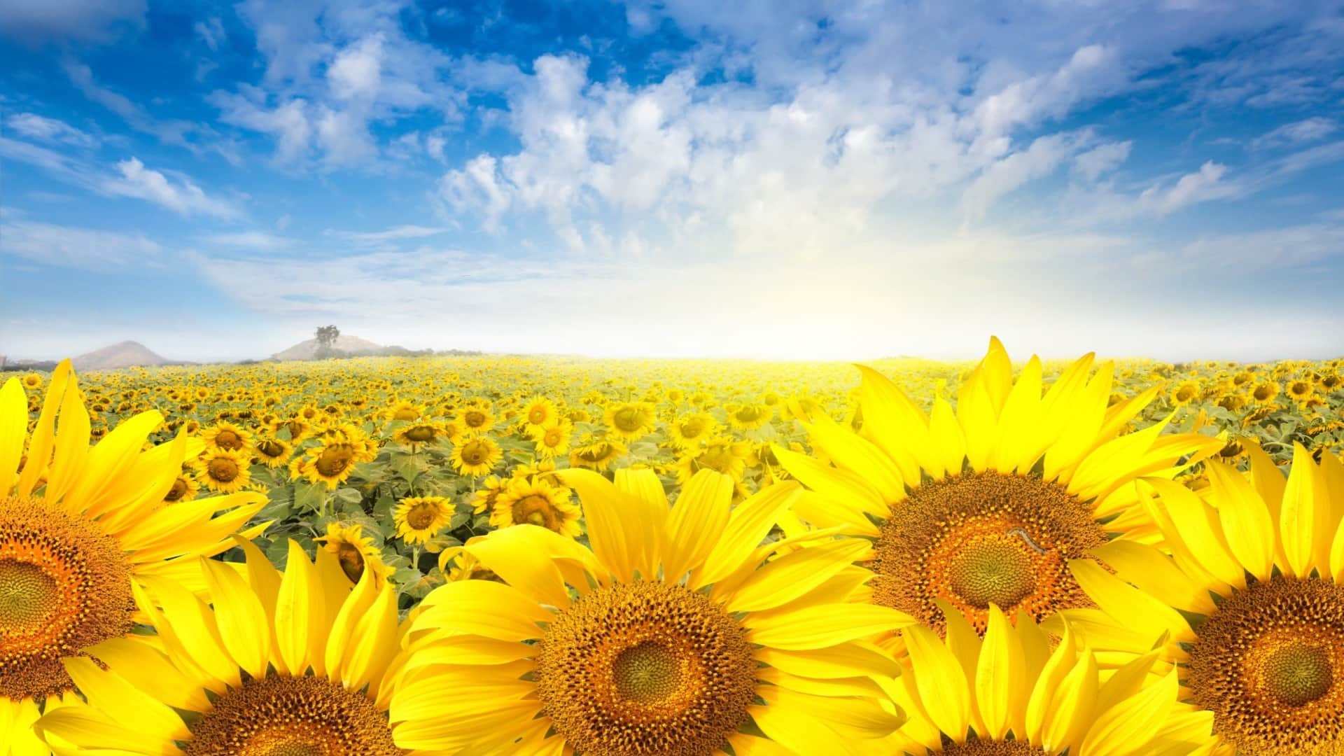 Why Do Sunflowers Always Face the Sun? Discover the Fascinating Science Behind It in hindi
