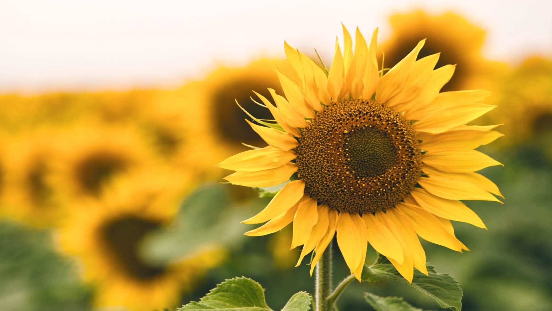 Why Do Sunflowers Always Face the Sun? Discover the Fascinating Science Behind It in hindi