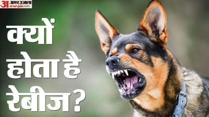 stray dogs supreme court order latest news details about rabies virus infection and prevention