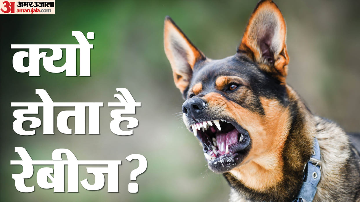 World Rabies Day 2024 Rabies Causes, Symptoms, Prevention And Treatment in Hindi
