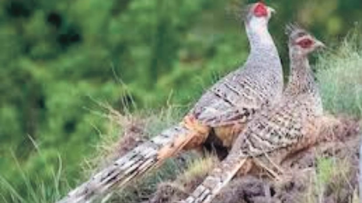 Shimla Wildlife: The forest department achieved great success in the conservation of the rare Chir pheasant