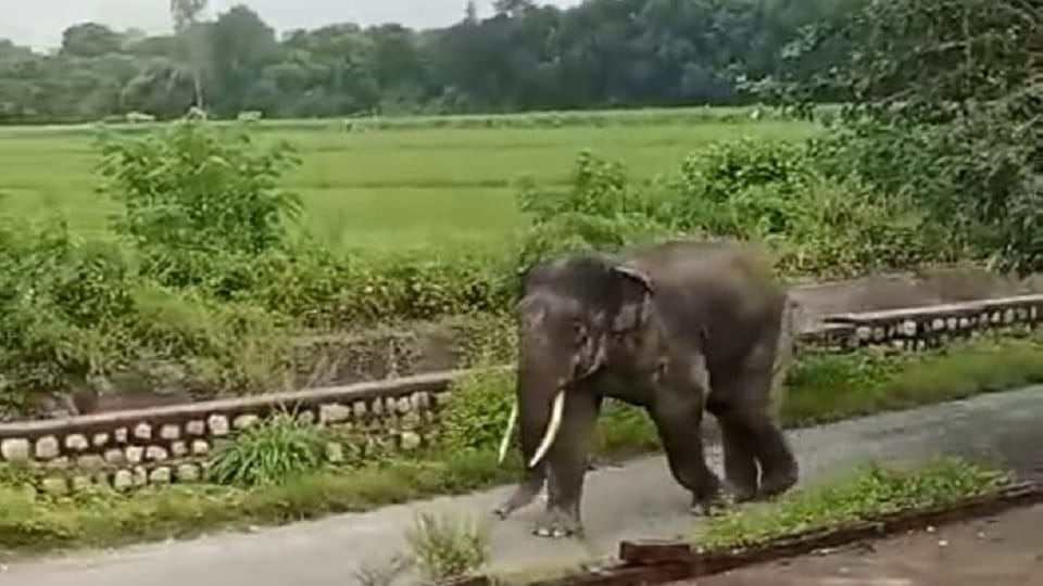 Elephant tramples crops in Narsinghpur Ramnagar