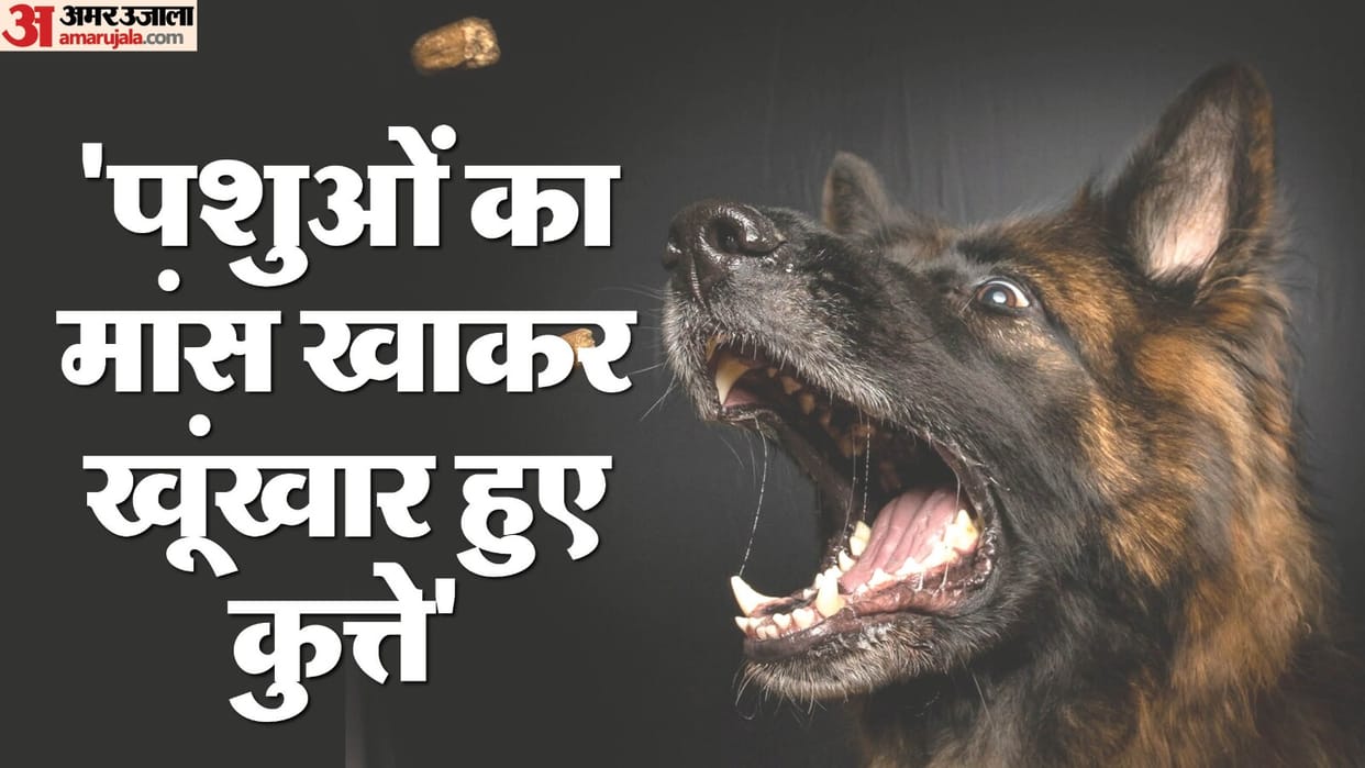 Many people were bitten by stray dogs in Ghaziabad