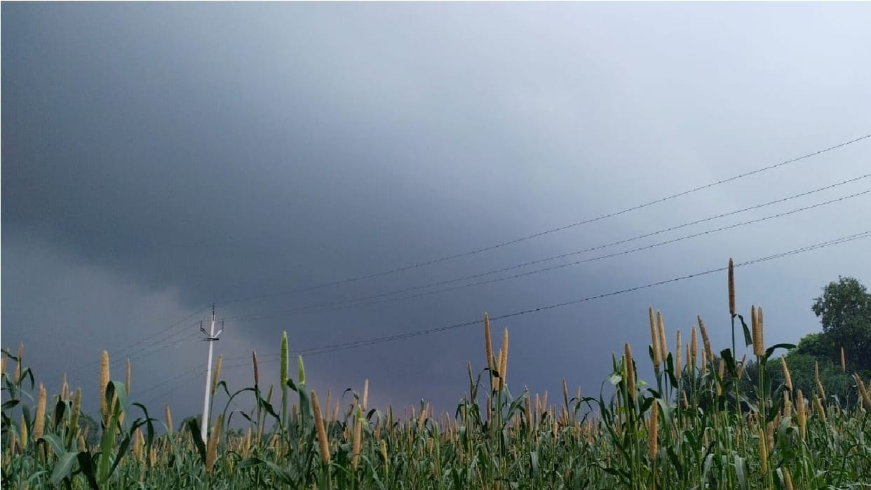 Fear of weather haunting farmers in Mahendragarh, Threshing of millet has started