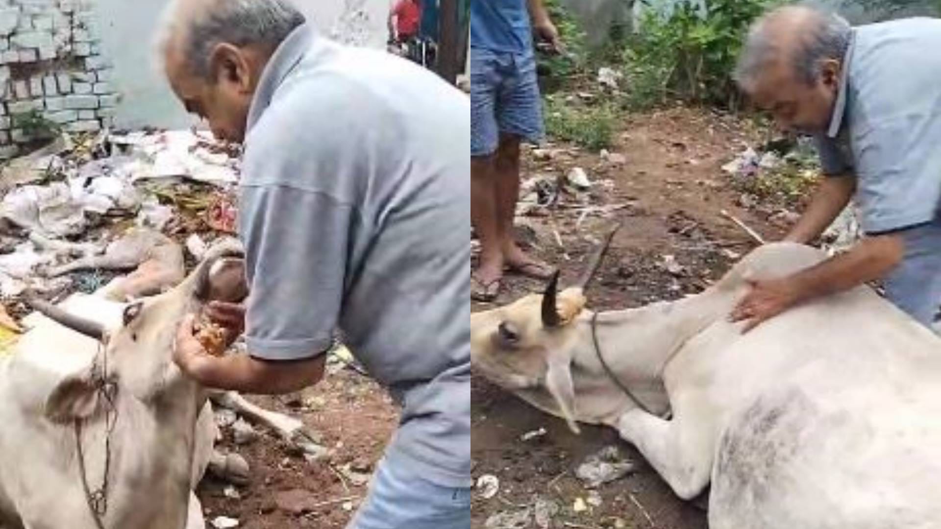 गाय के पास मौजूद गोसेवक