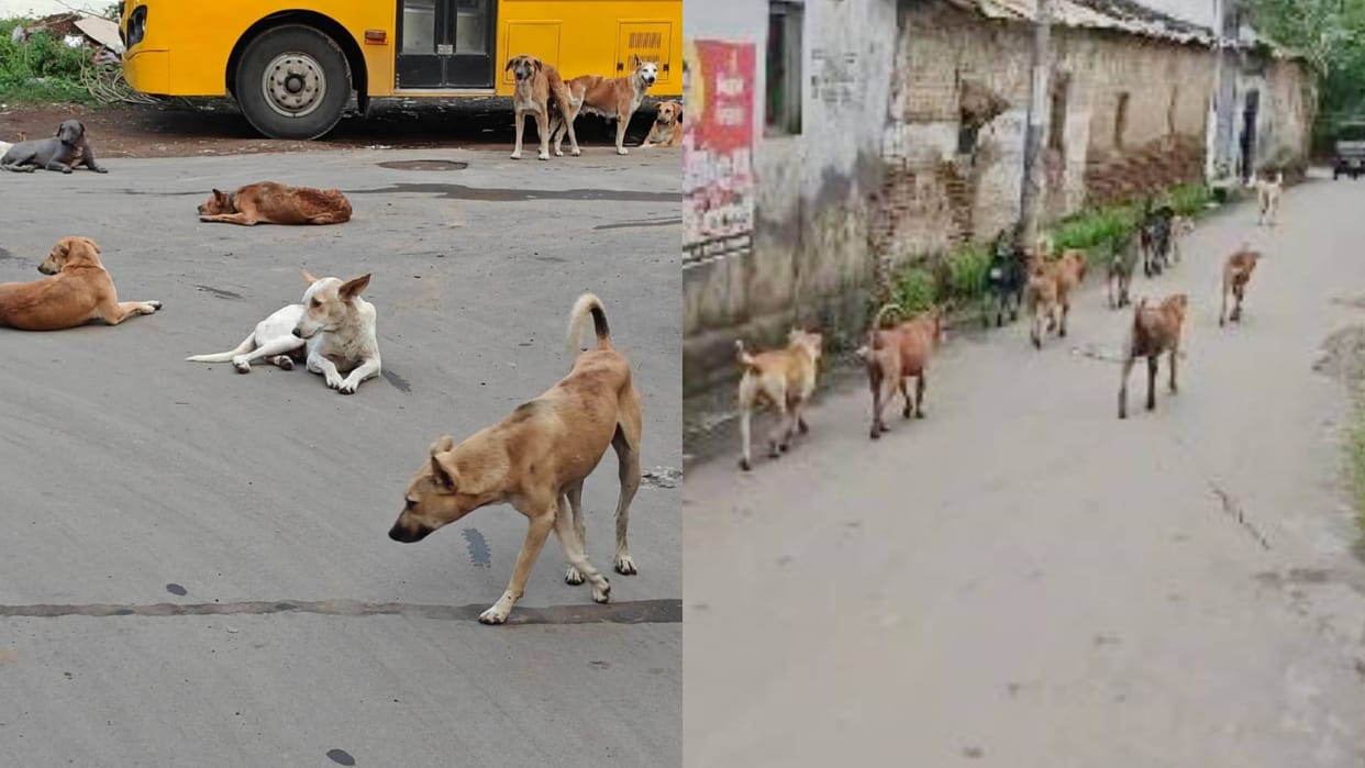Sehore Street dogs of city are becoming violent people are losing sleep municipality has no action plan