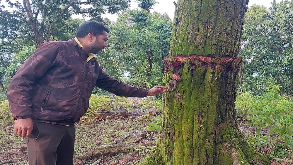 Big conspiracy to eliminate state tree Sal in Lurapath forest of district in Jashpur