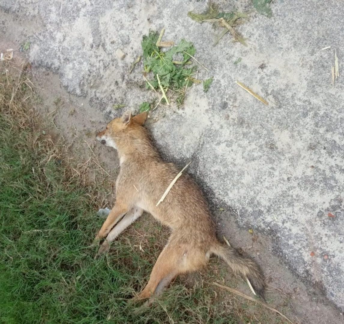 Amethi News: When jackal attacked, villagers beat him to death