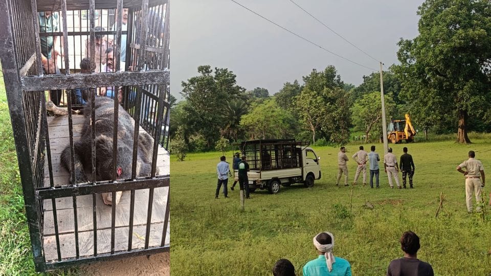 Forest department team rescues bear in Gaurela Pendra Marwahi