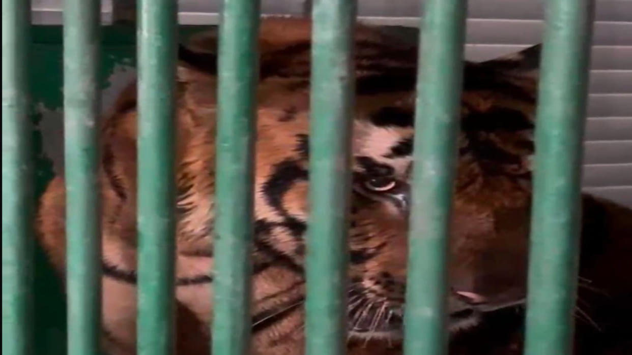 The tiger brought to Gorakhpur Zoo currently remains silent.