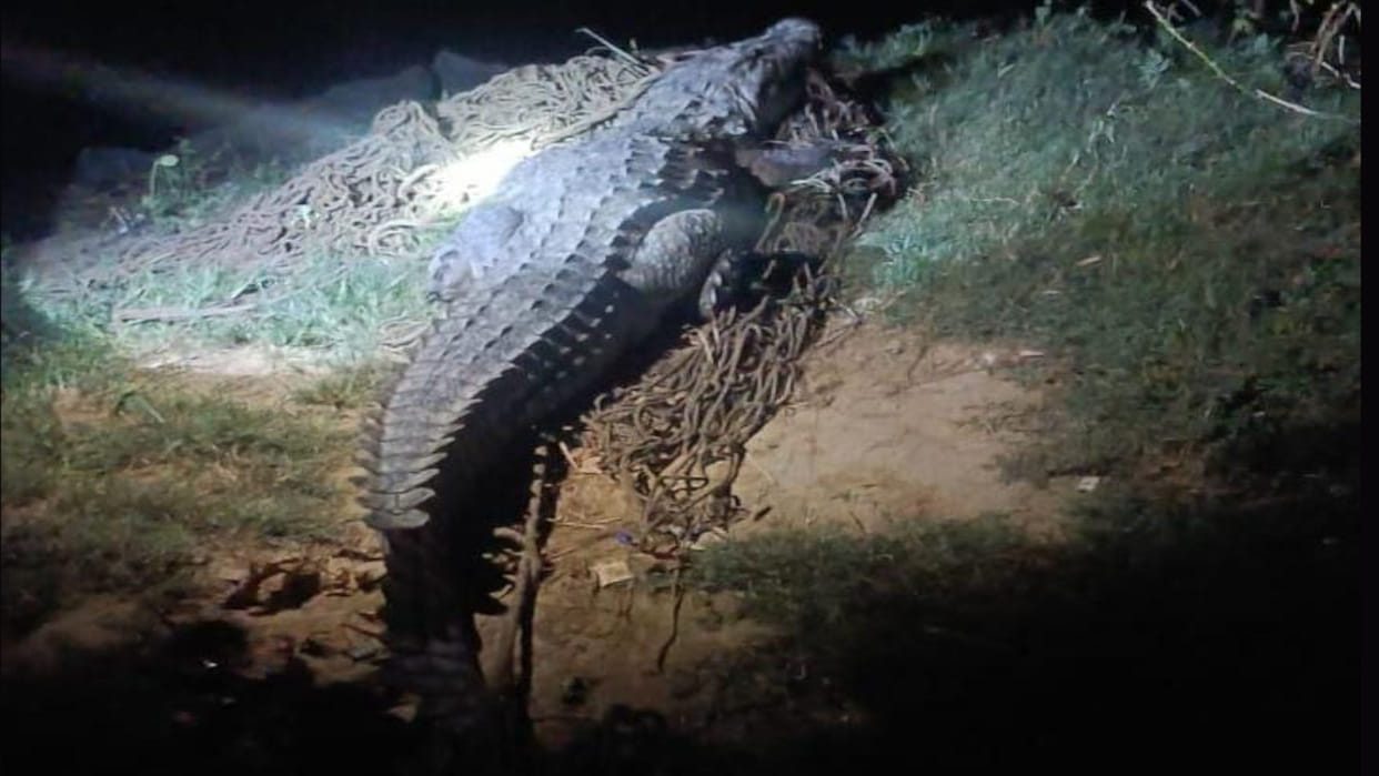 Crocodile seen in Gorakhpur, was outside at night and went into the pond in the morning