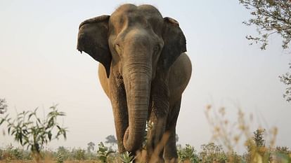 Elephant Suji died at age of 74 in Mathura