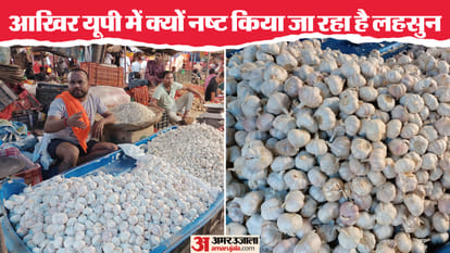UP: इस रास्ते प्रदेश में पहुंच रहा है चाइनीज लहसुन, सख्ती के बाद भी बाजारों में रहा बिक, अब तक इतना हुआ नष्ट UP: Chinese garlic is reaching UP through this route, despite strictness, it is being sold in the markets, til