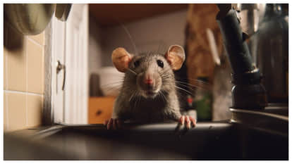 rat caused a power cut in nine thousand homes in Shahjahanpur