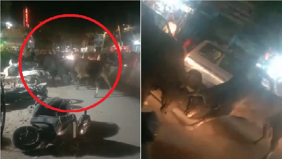 Bullfighting causes stampede in South Delhi five injured