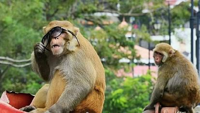 Shimla News Even after four years research on monkeys has not yielded any results
