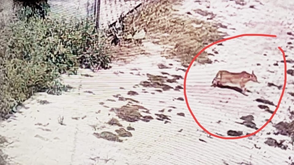 Leopard in Batala captured in CCTV Forest department appeal to people for stay at home