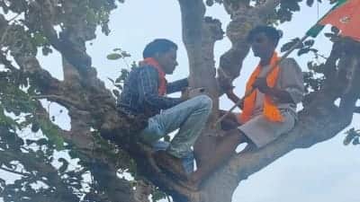 सीधी में भाजपा का सदस्य बनाने के लिए पेड़ पर चढ़कर नेटवर्क तलाशे गए।