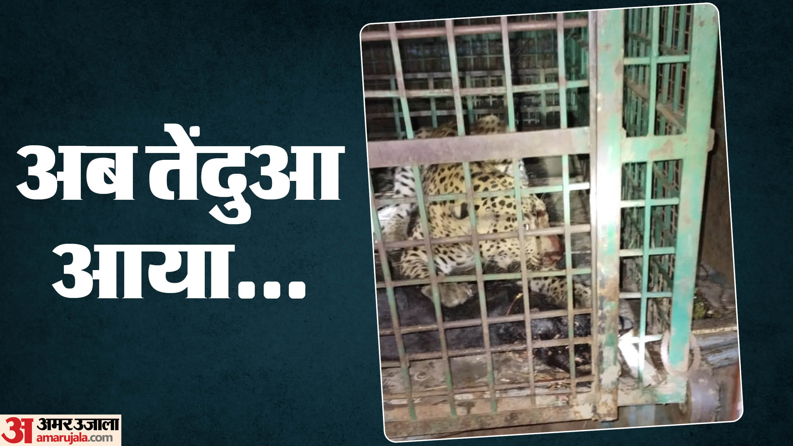 leopard killed a farmer in Bahraich captured in a cage
