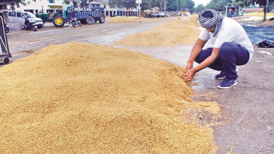 Crisis on the purchase of lakhs of tons of paddy in Punjab