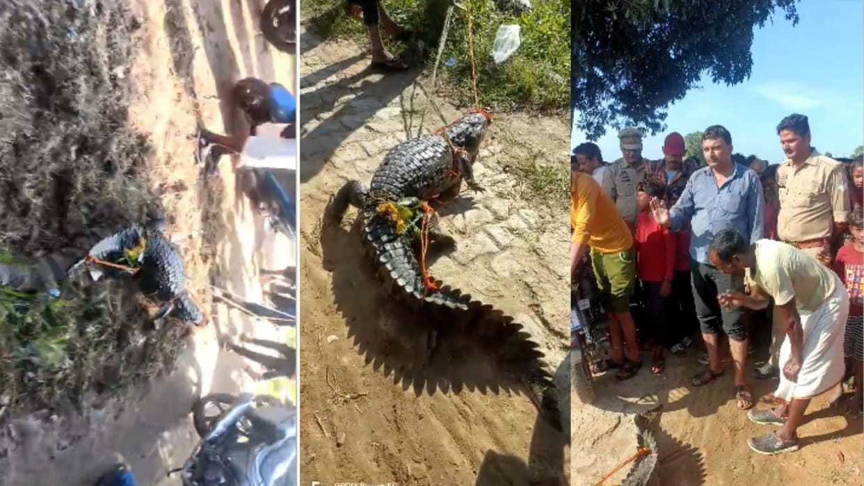 Crocodiles found in Mirzapur forest department team rescued and released in reservoir