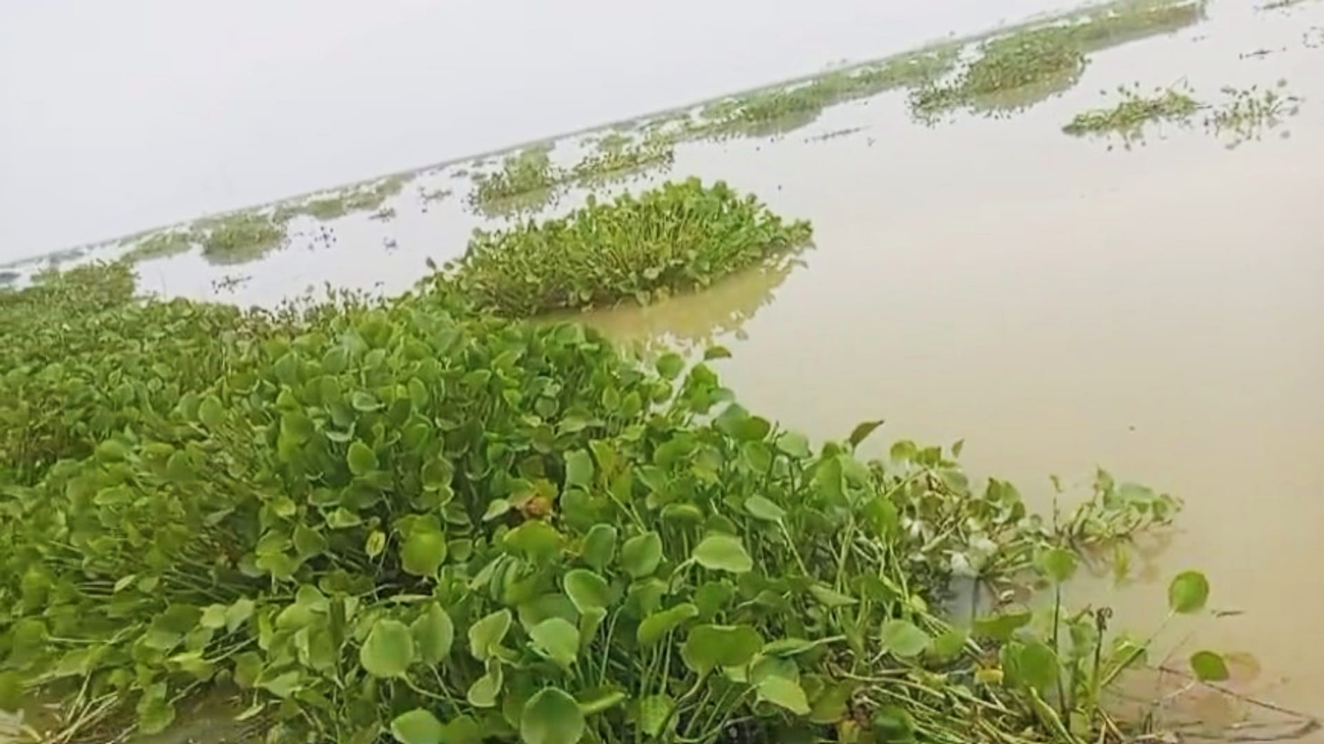 Bihar Flood: Gandak river ring dam broke in Loknathpur of Motihari, dozens of villages in chaos due to flood