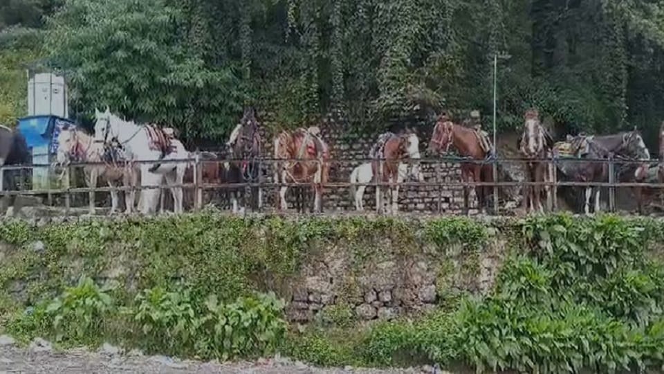 Horse driver upset due to not getting permission to operate horse in nainital