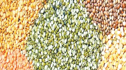 सख्ती: दालों और अनाज में पॉलिश, कीटनाशक मिले तो कार्रवाई Action if polishing and pesticides are found in pulses and grains