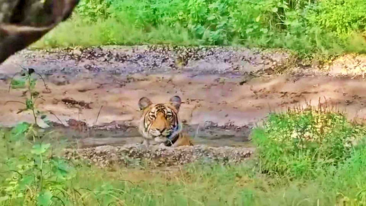 Sawai Madhopur: New season begins in Ranthambore National Park after three months