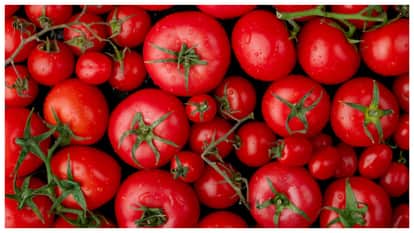 Tomato production increases in Punjab Reaches 2.93 lakh tonnes