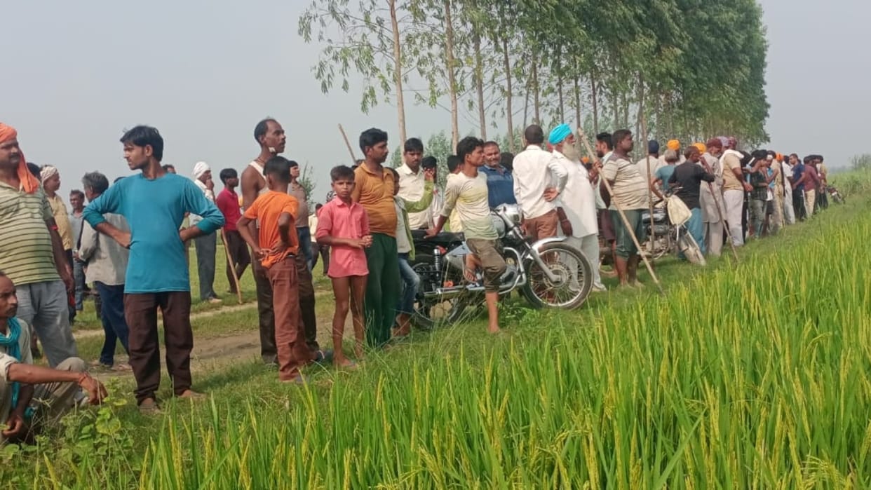 tiger killed man dead body found in the farm in lakhimpur kheri