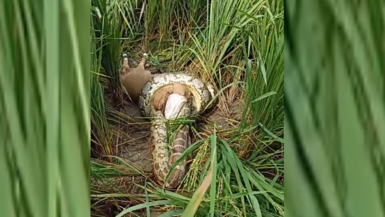Amethi: A python grabbed an animal, video went viral.