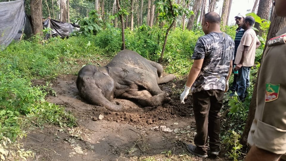 Pregnant elephant hit by bus in haldwani