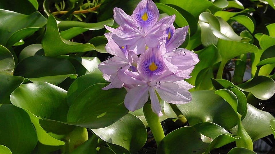 Carpenter son now makes paper from hyacinth after moss in pantnagar