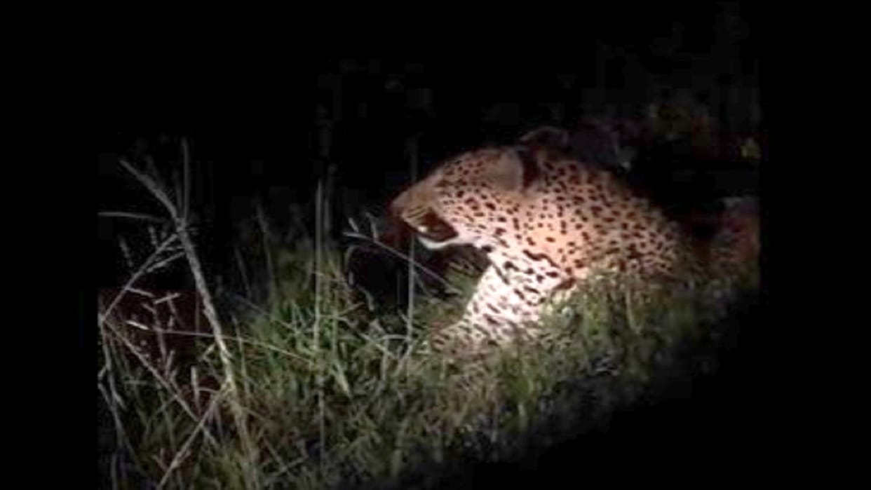 Leopard seen in Bithri Chainpur area panic among villagers in Bareilly
