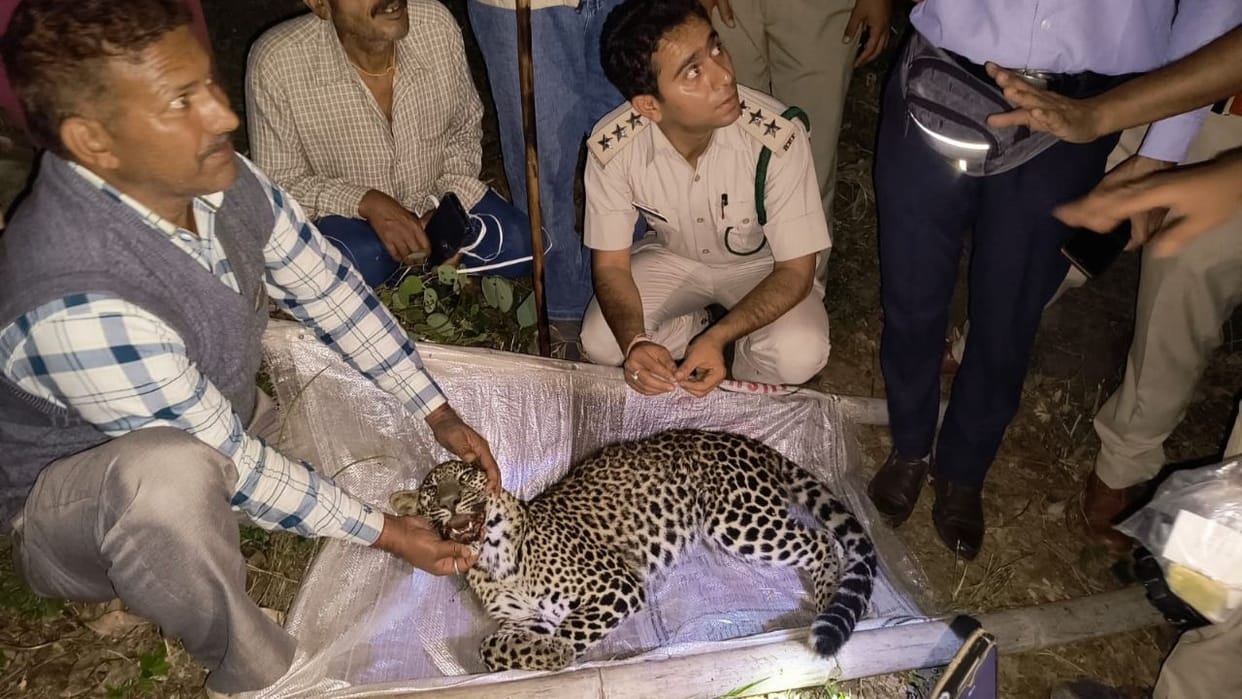 Mandi News A female leopard got trapped in the net the forest department left it in the forest