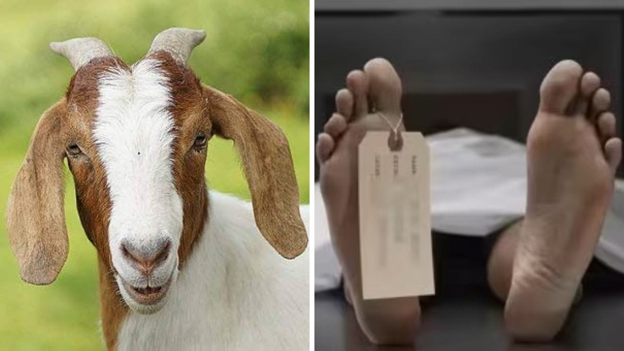 Himachal News After leopard attack goat died and owner also died Sirmaur