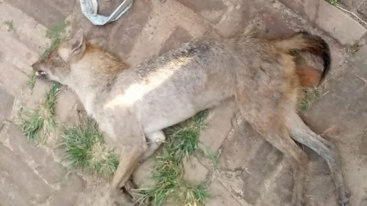 Jackal attacks of students in sonbhadra rescue also chased away one injured Villagers beat and death