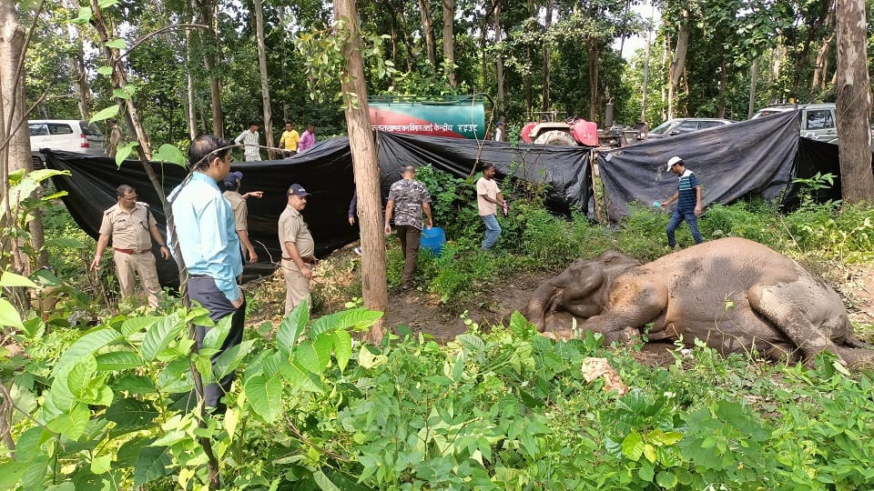 Haldwani News: Case of death of female elephant in haldwani