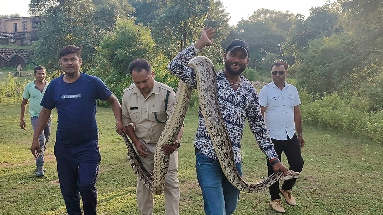 Tikamgarh: 15 feet long python found in the field, was hunting peacock