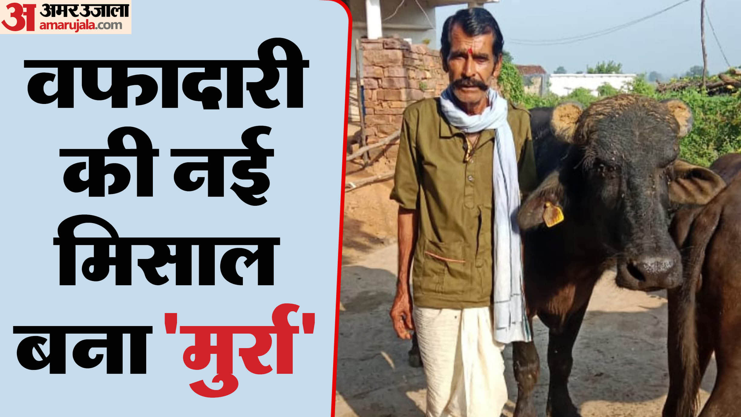 Damoh: Buffalo fought with thieves after seeing its owner being attacked
