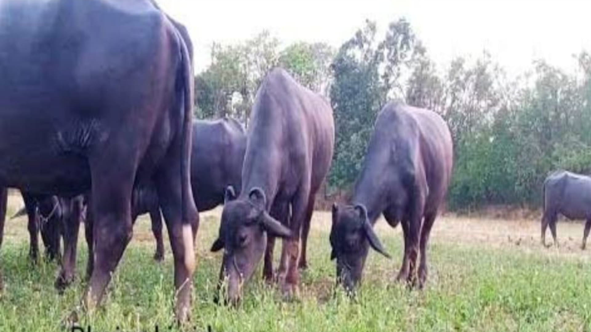 Damoh: Buffalo fought with thieves after seeing its owner being attacked