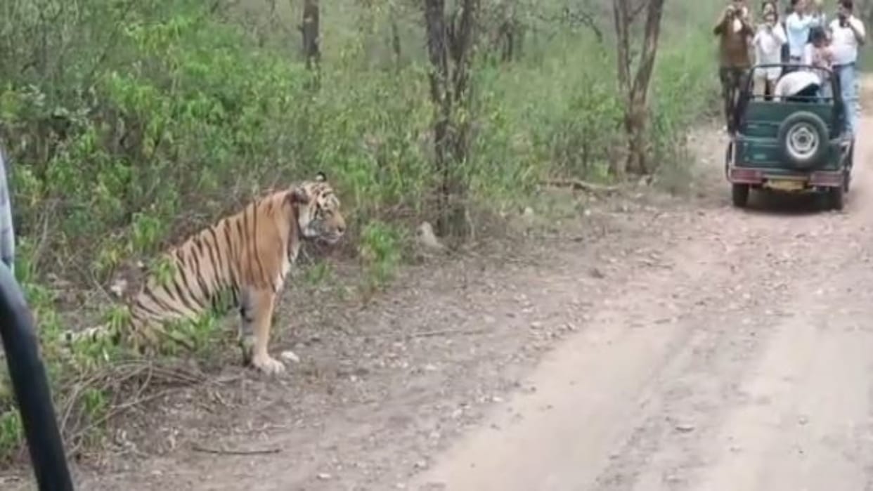 Alwar News: Tiger sightings increased in Sariska due to increase in clan, tourists are seeing tigers every day