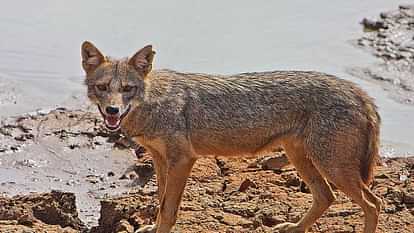 eight people injured including woman from Jackal attack in Sultanpur five animals were also injured