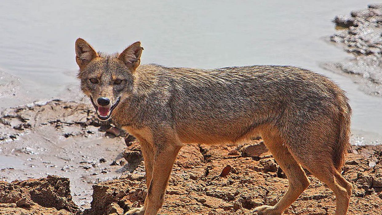 A pack of jackals attacked, the farmer killed one by knocking him down