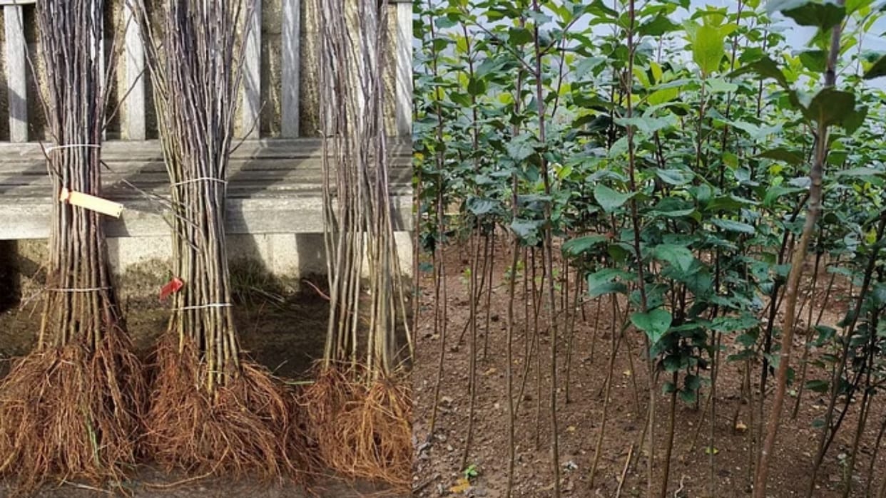 Forest department will take classes of children in schools give training to plant trees